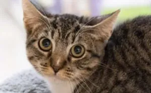Someone Notices The Staff At This Animal Shelter Is Giving Rescue Cats The Most Epic Names