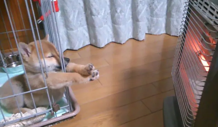 Puppy Warming Its Paws