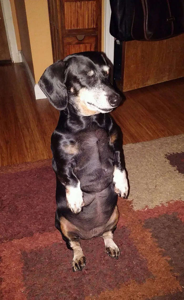My Aunt's Wiener Dog Fell Asleep While Begging