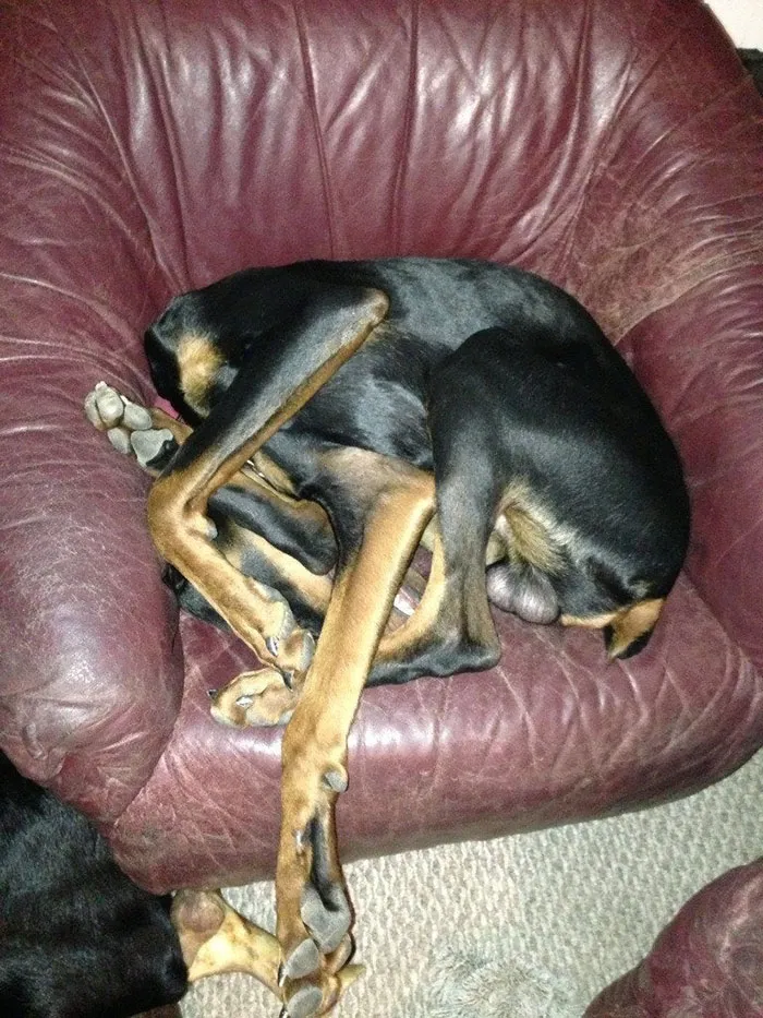 I Think My Dog Is Broken