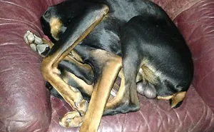 50 Times Dogs Managed To Fall Asleep In Hilariously Awkward Positions