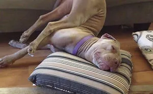 50 Times Dogs Managed To Fall Asleep In Hilariously Awkward Positions