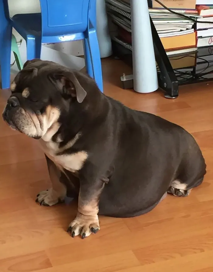 My Brother's Dog Is Pregnant, And This Is How She Sleeps