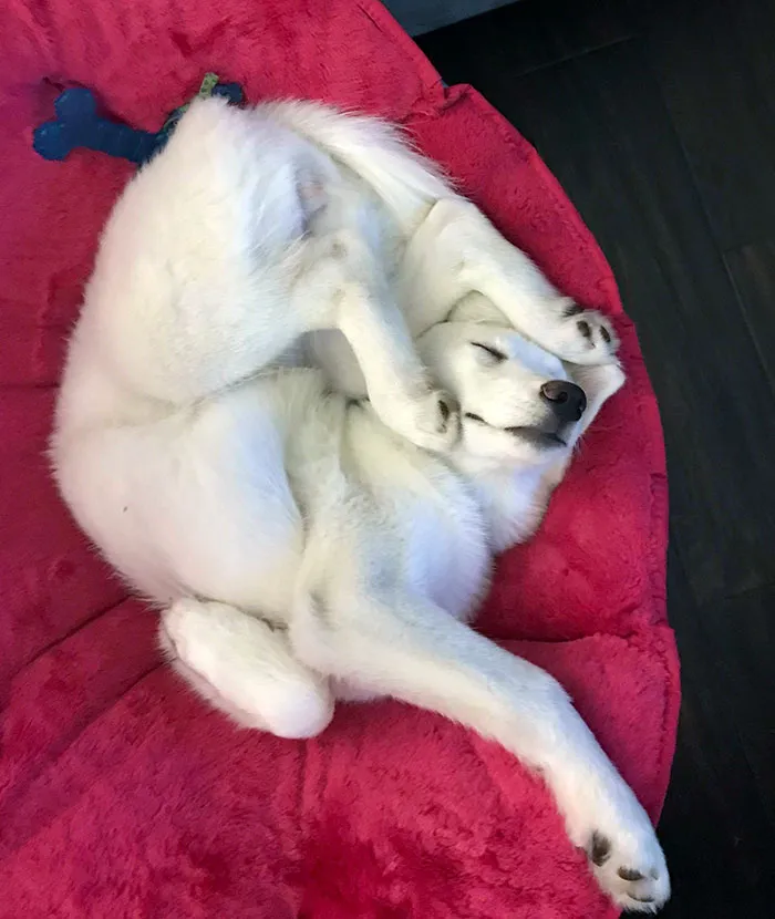 In Case You Need Something To Brighten Your Day, Here's A Picture Of My Dog Sleeping