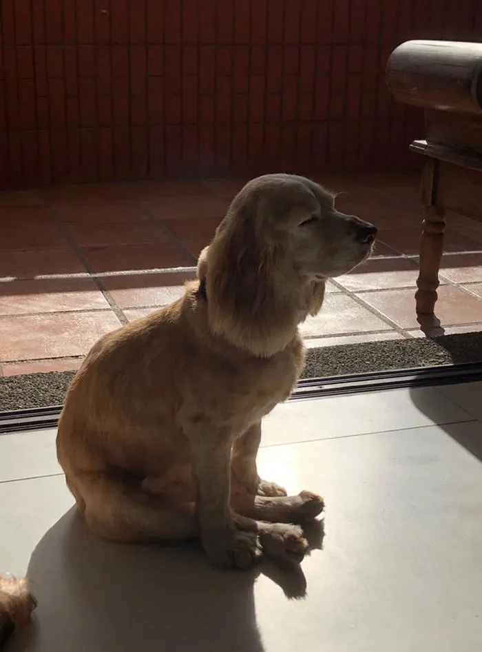 My Dog Doesn't Know How To Sleep Properly, Help