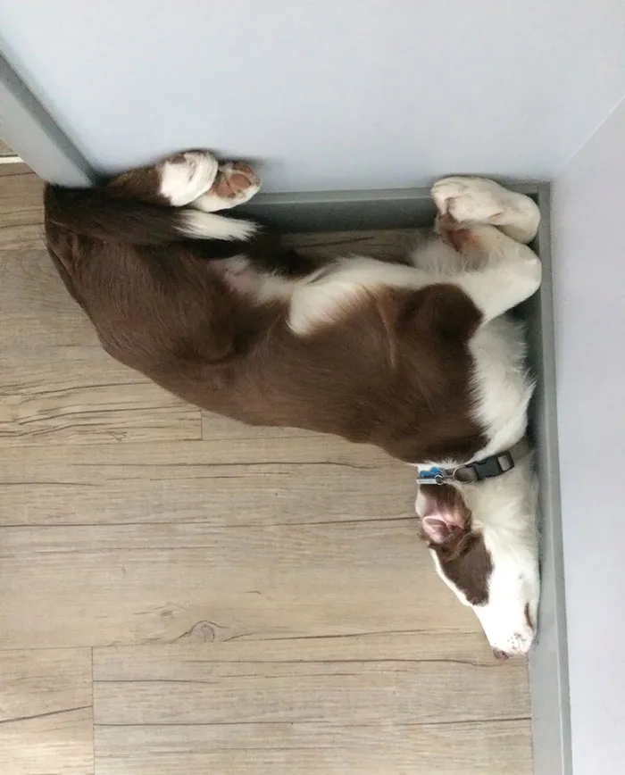 I Call This Tetris Murph