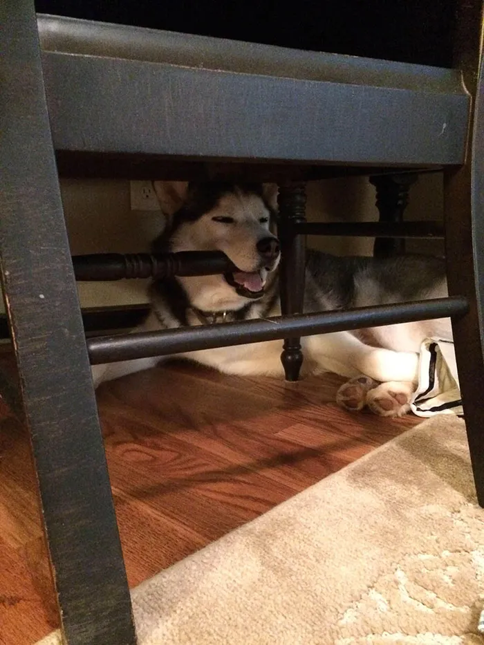 Does Anybody Else's Dog Sleep Like This?