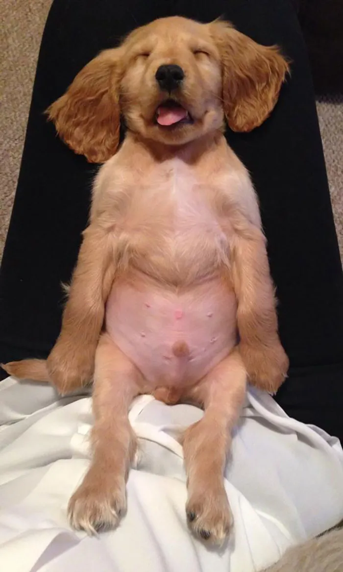 This Is Ralph. Ralph Likes To Nap