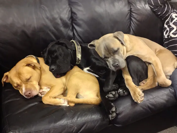 Neighbor's Dogs Having A Nap In My Garage
