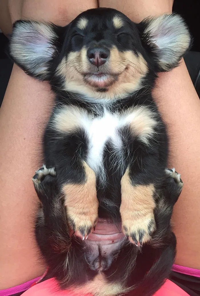 This Dog Is Sleeping Happily