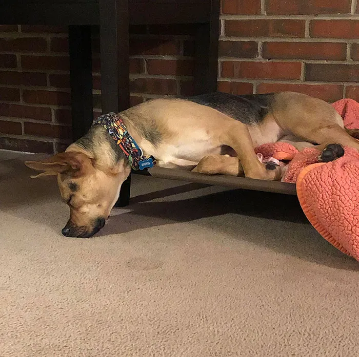 Any Idea What's Wrong With My Dog?