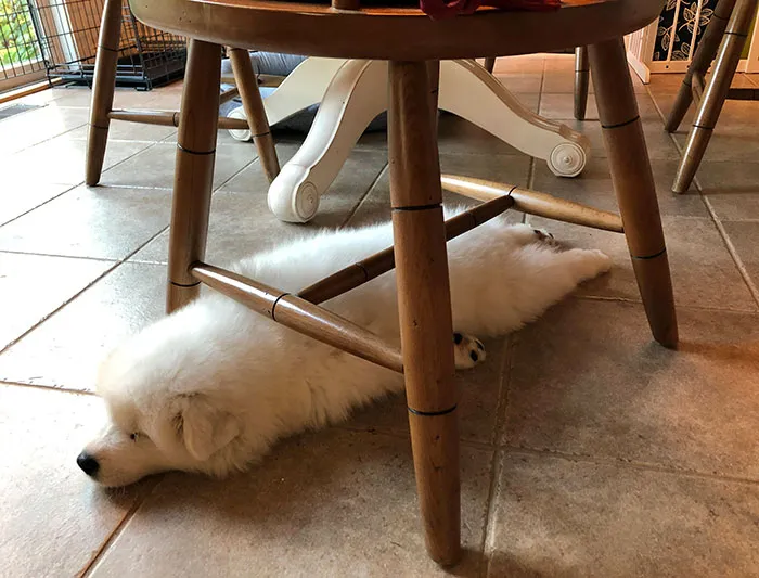 Ollie Only Sleeps Under Chairs