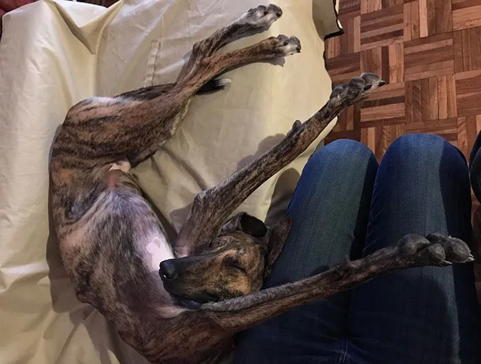 The Most Comfortable Way To Take A Nap