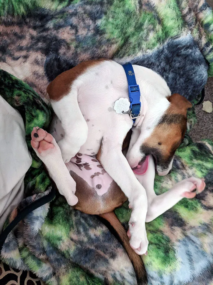 We Were Playing And He Just Fell Asleep Chewing On His Own Leg