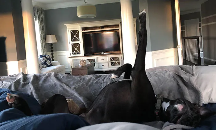 My Cousin Sent Me A Picture Of Her Dog Sleeping