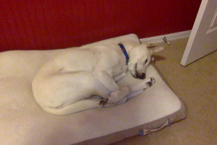 My Dog Dreams Of Becoming An Olympic Diver