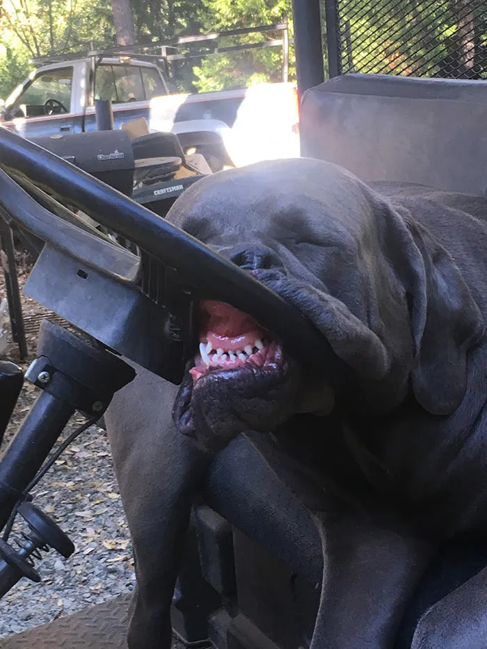 My Buddy's Dog Sleeping On The Mule Steering Wheel