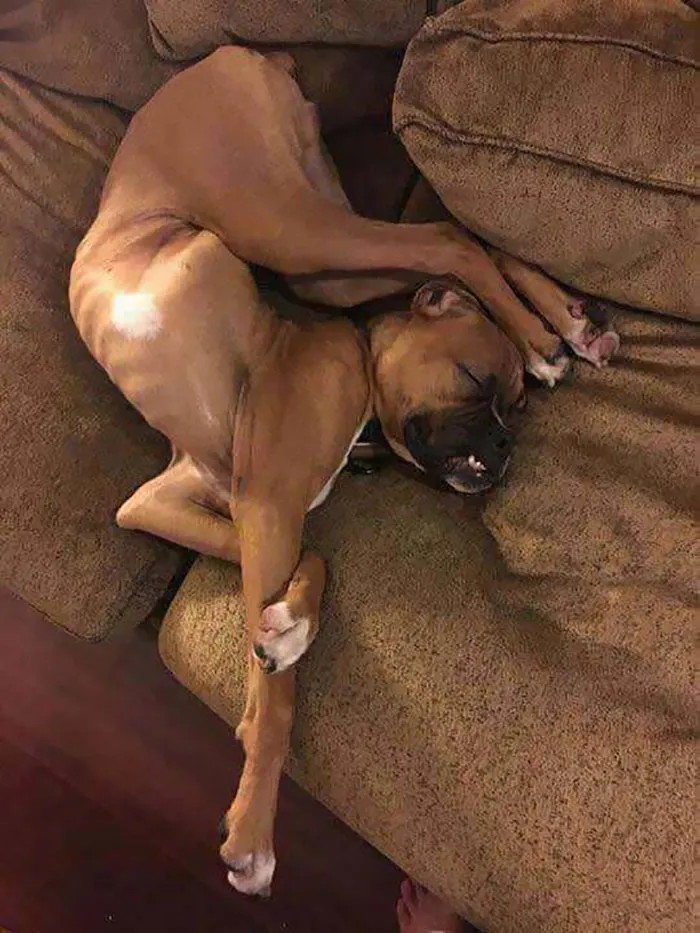 "Please Read Instructions Carefully When Assembling Your New Dog From IKEA"