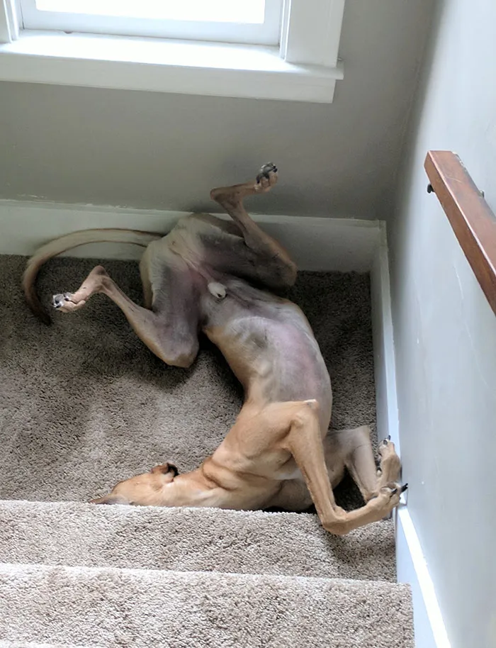 This Is What Nap Time Looks Like In Our House