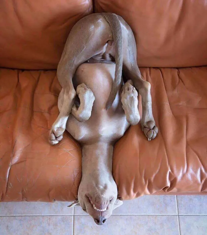 I'm Done Trying To Figure This Dog Out