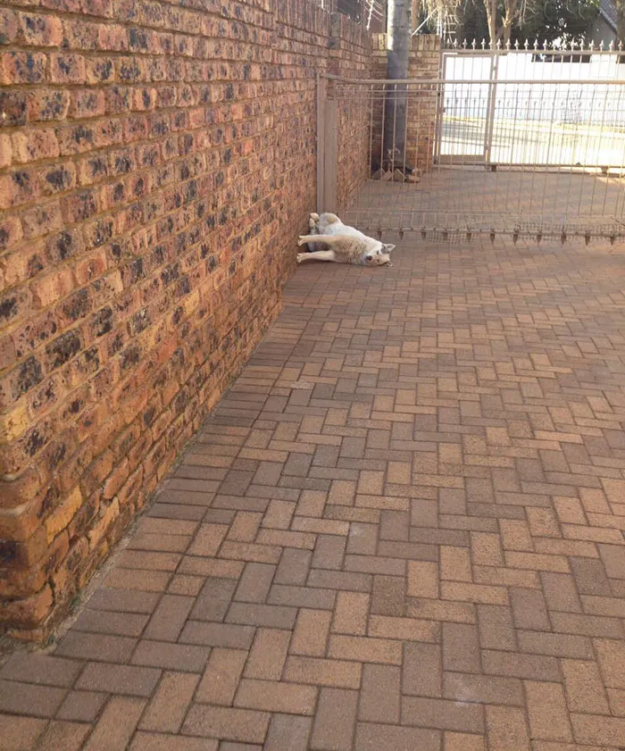My Dog Can't Get Gravity Right