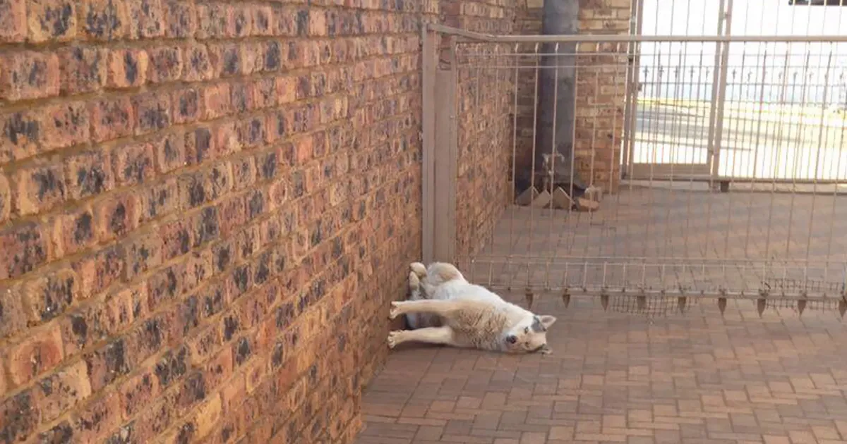 40 Perros que consiguieron dormirse en las posturas más incómodas