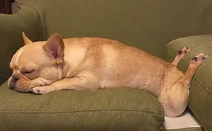50 Times Dogs Managed To Fall Asleep In Hilariously Awkward Positions