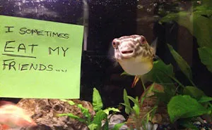 23 Hilarious Fish That Got Shamed Publicly For Being Naughty