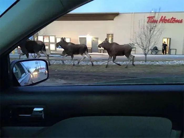 La foto más canadiense que existe