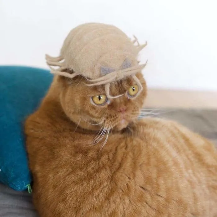 Estos gatos tienen una gran colección de gorritos hechos con el pelaje que sueltan