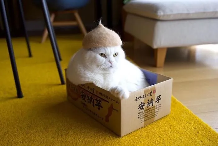 Estos gatos tienen una gran colección de gorritos hechos con el pelaje que sueltan