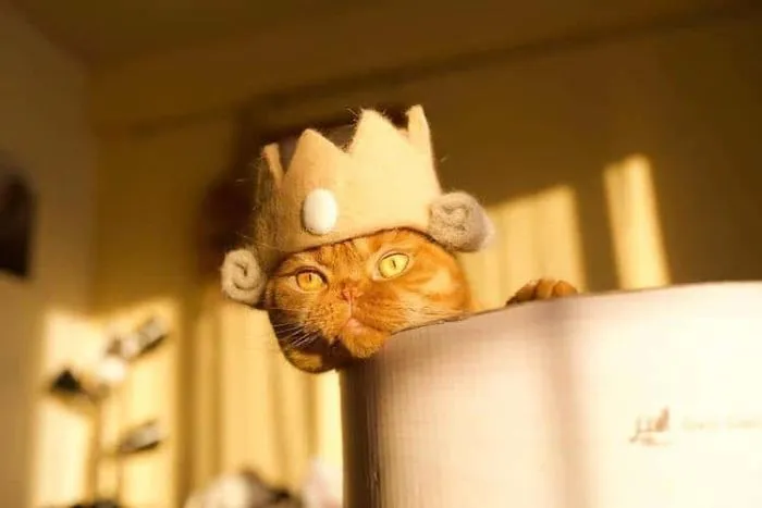 Estos gatos tienen una gran colección de gorritos hechos con el pelaje que sueltan