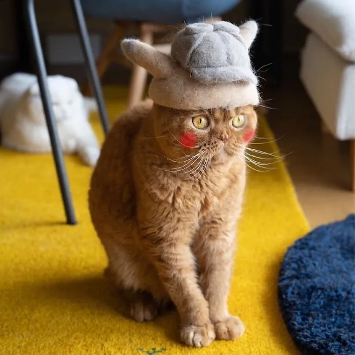 Estos gatos tienen una gran colección de gorritos hechos con el pelaje que sueltan