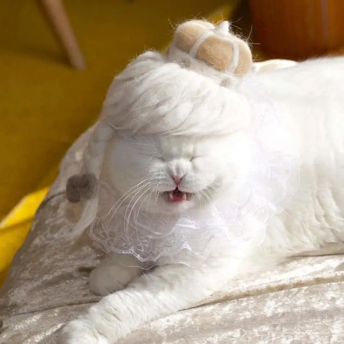 These Cats Have A Huge Collection Of Hats Made Out Of Their Shed Fur