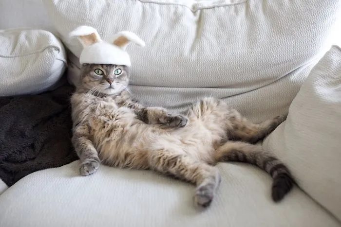 Estos gatos tienen una gran colección de gorritos hechos con el pelaje que sueltan