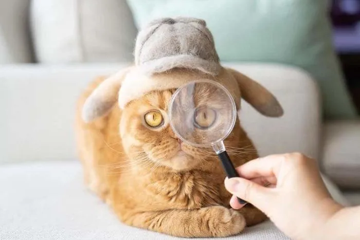 Estos gatos tienen una gran colección de gorritos hechos con el pelaje que sueltan