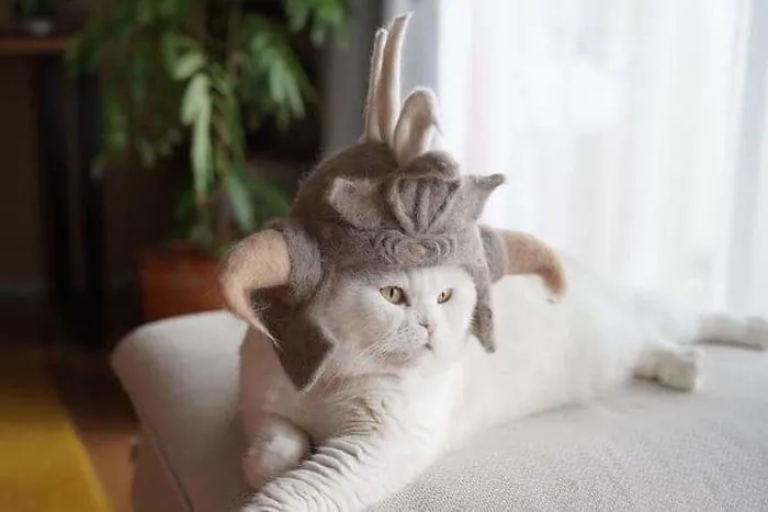 Estos gatos tienen una gran colección de gorritos hechos con el pelaje que sueltan