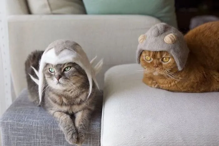These Cats Have A Huge Collection Of Hats Made Out Of Their Shed Fur