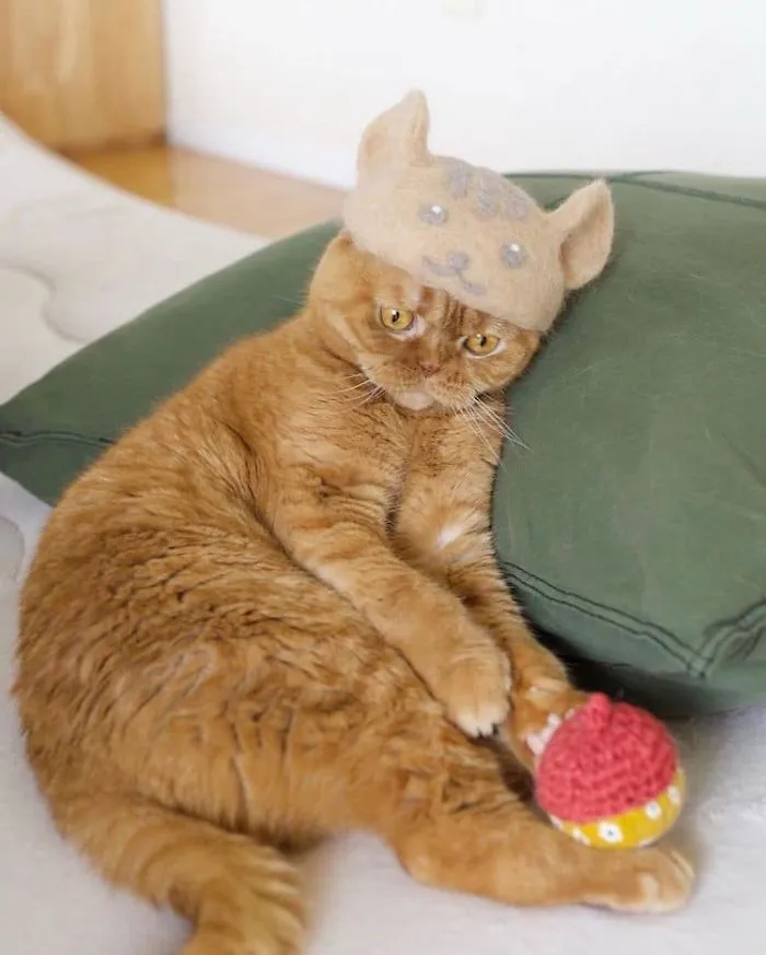 Estos gatos tienen una gran colección de gorritos hechos con el pelaje que sueltan