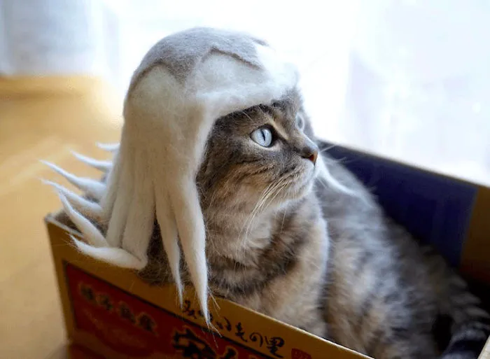 Estos gatos tienen una gran colección de gorritos hechos con el pelaje que sueltan