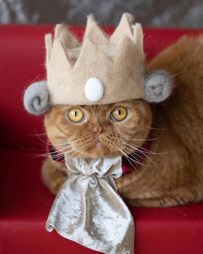 Estos gatos tienen una gran colección de gorritos hechos con el pelaje que sueltan