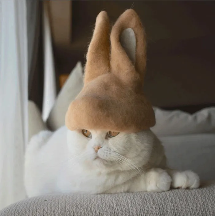 Estos gatos tienen una gran colección de gorritos hechos con el pelaje que sueltan
