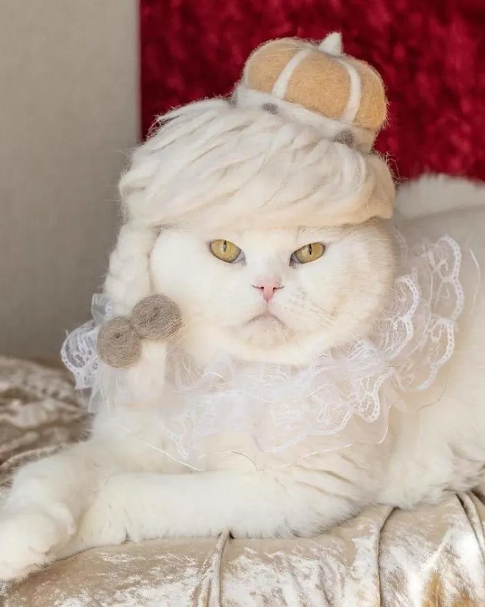 Estos gatos tienen una gran colección de gorritos hechos con el pelaje que sueltan