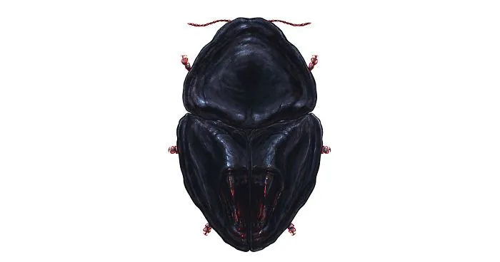 I Mutated 12 Insects To Resemble Horror Movie Characters