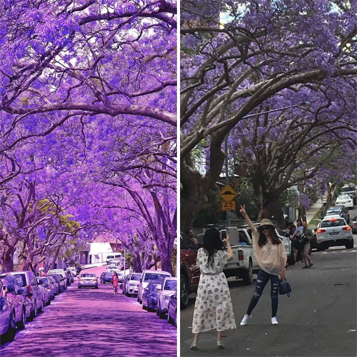 Árboles jacaranda. Insta vs. Realidad