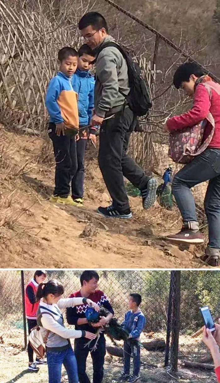 Tourists Chase Peacocks, Rip Out Their Tail Feathers At Beijing Zoo