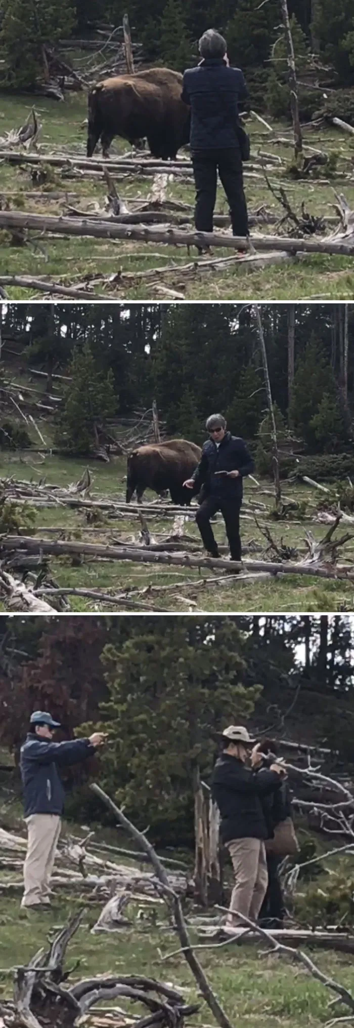 Turistas haciendo estupideces en Yellowstone