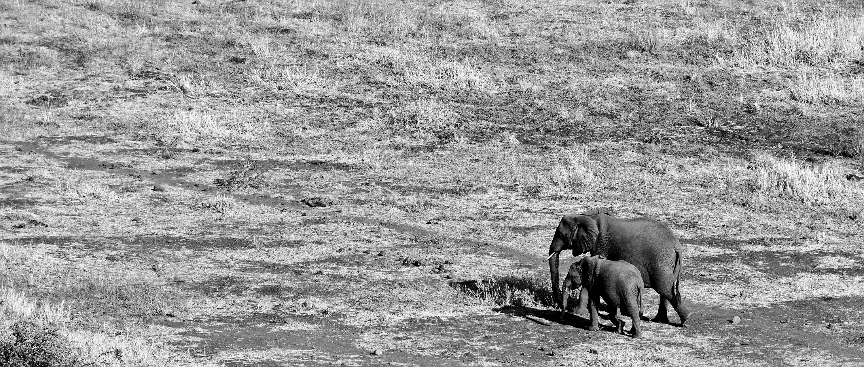B&w Safari Pictures From Kruger Park