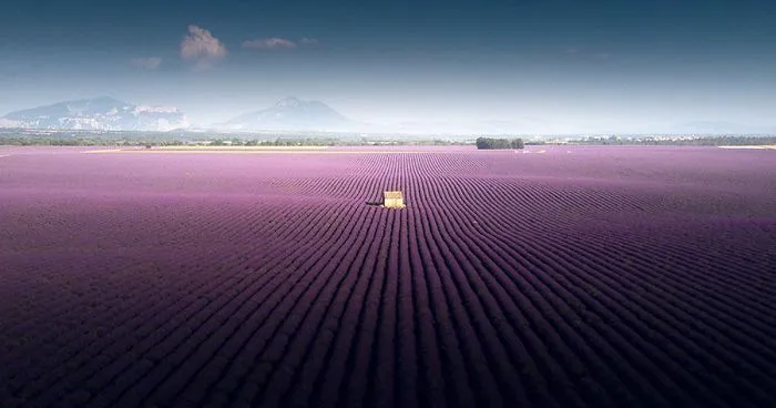 Breathtaking Aerial Photos Of A Lavender Field In Southern France By Samir Belhamra (12 Pics)