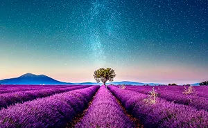Breathtaking Aerial Photos Of A Lavender Field In Southern France By Samir Belhamra (12 Pics)